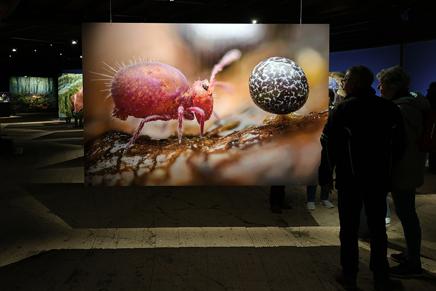 Vergrößerte Aufnahme einer Ameise in der Ausstellung „Mythos Wald“ im Gasometer Oberhausen