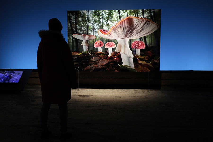 Besucher:in vor einer großformatigen Waldaufnahme in der Ausstellung „Mythos Wald“ im Gasometer Oberhausen