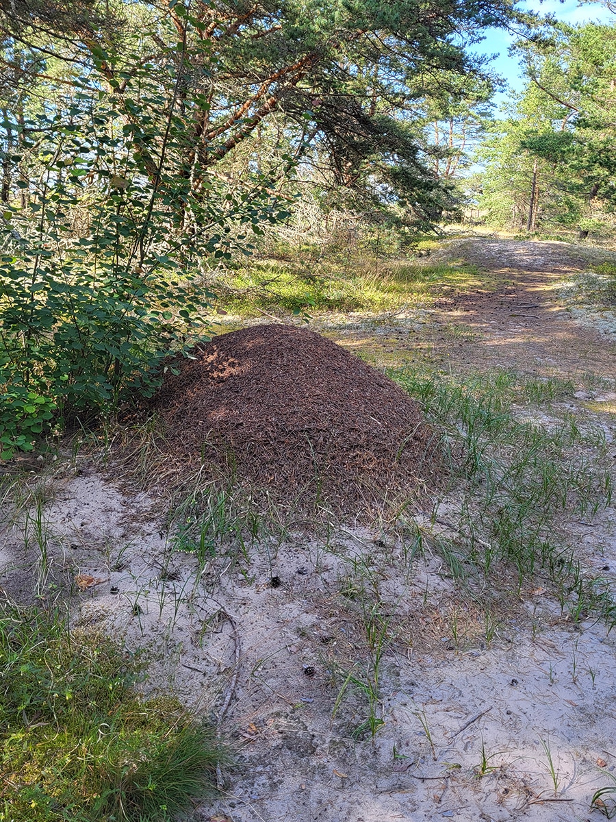 Großer Ameisenhaufen am Rand eines Waldwegs auf der Insel Aegna