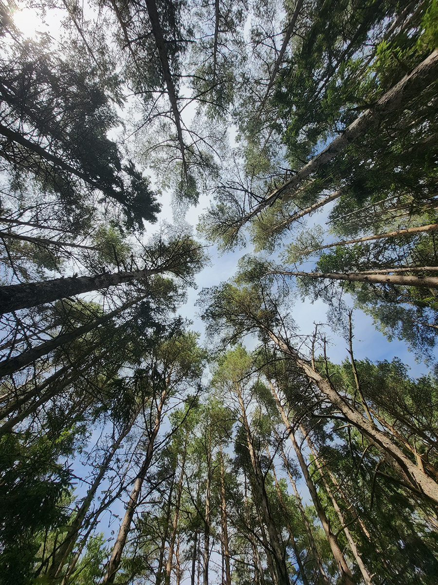 Blick nach oben in die Kronen hoher Kiefern auf der Insel Aegna