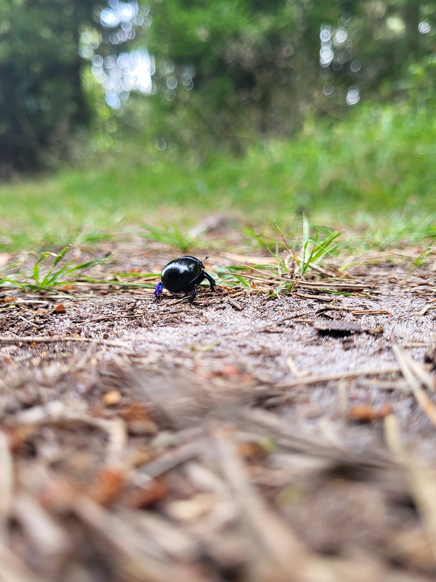 Schwarzer Käfer auf dem Waldboden der Insel Aegna