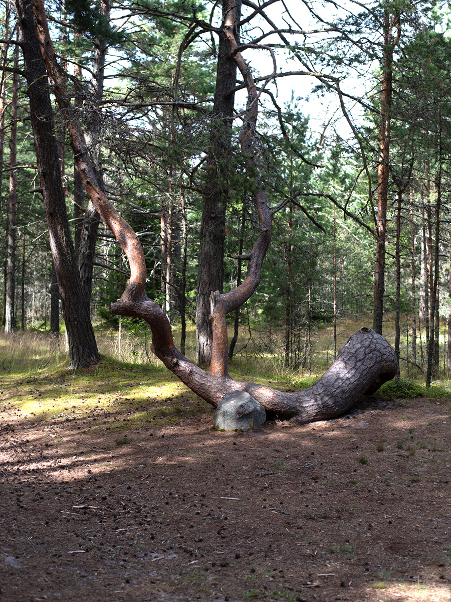 Umgestürzter Baum zwischen hohen Kiefern im Wald auf der Insel Aegna