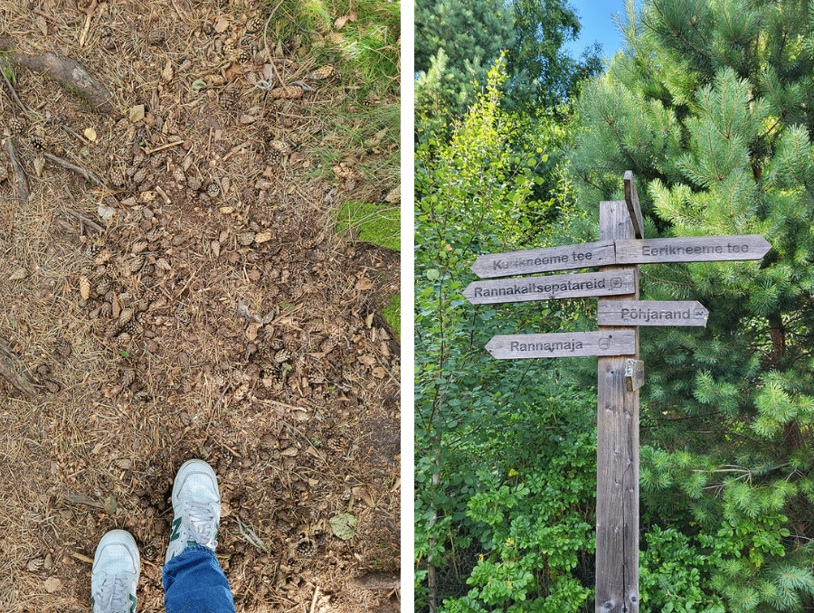 Waldweg und Wegweiser auf der Insel Aegna