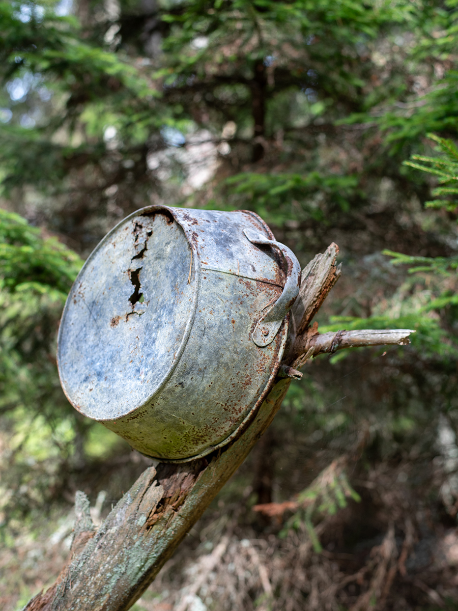 Verwitterter Metalltopf an einem Baumstamm im Wald auf der Insel Aegna