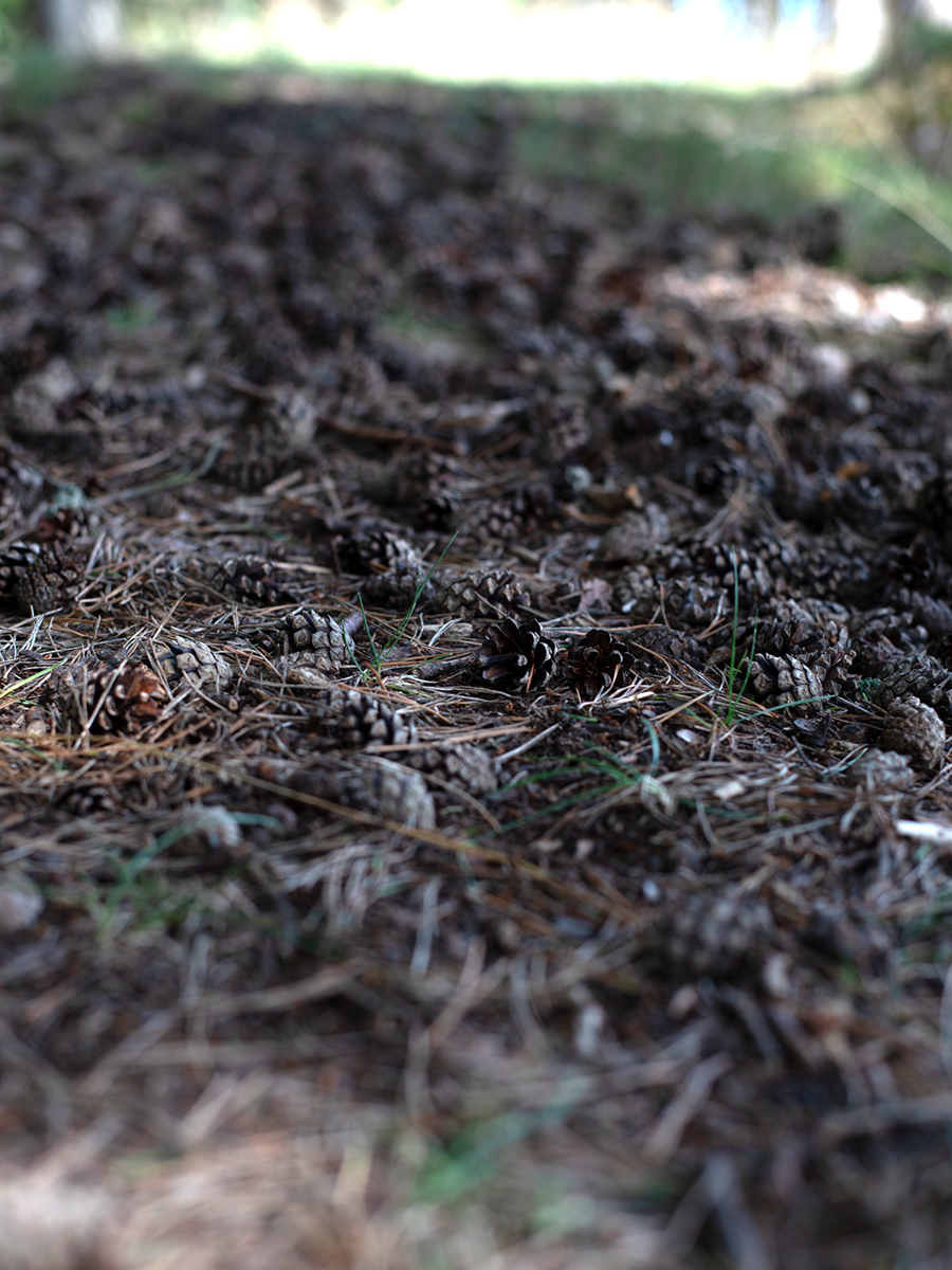 Moos und Bodenvegetation auf dem Waldboden der Insel Aegna