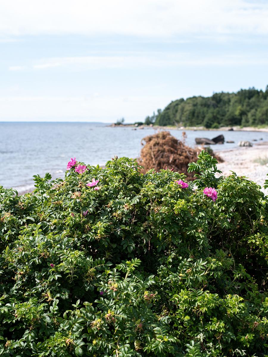 Blühende Heckenrosen an der Küste der Insel Aegna mit Blick auf die Ostsee