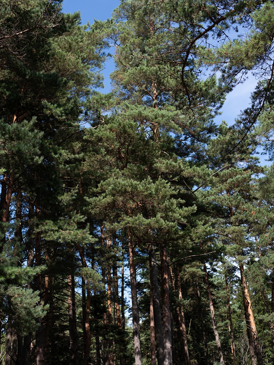 Hohe Kiefern im Wald auf der Insel Aegna