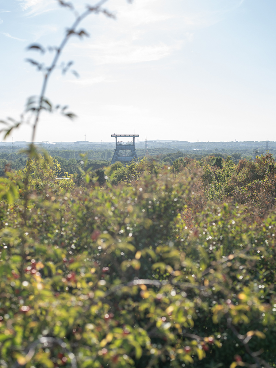 Blick über Sträucher und Wiesen auf der Halde Hoheward in Herten