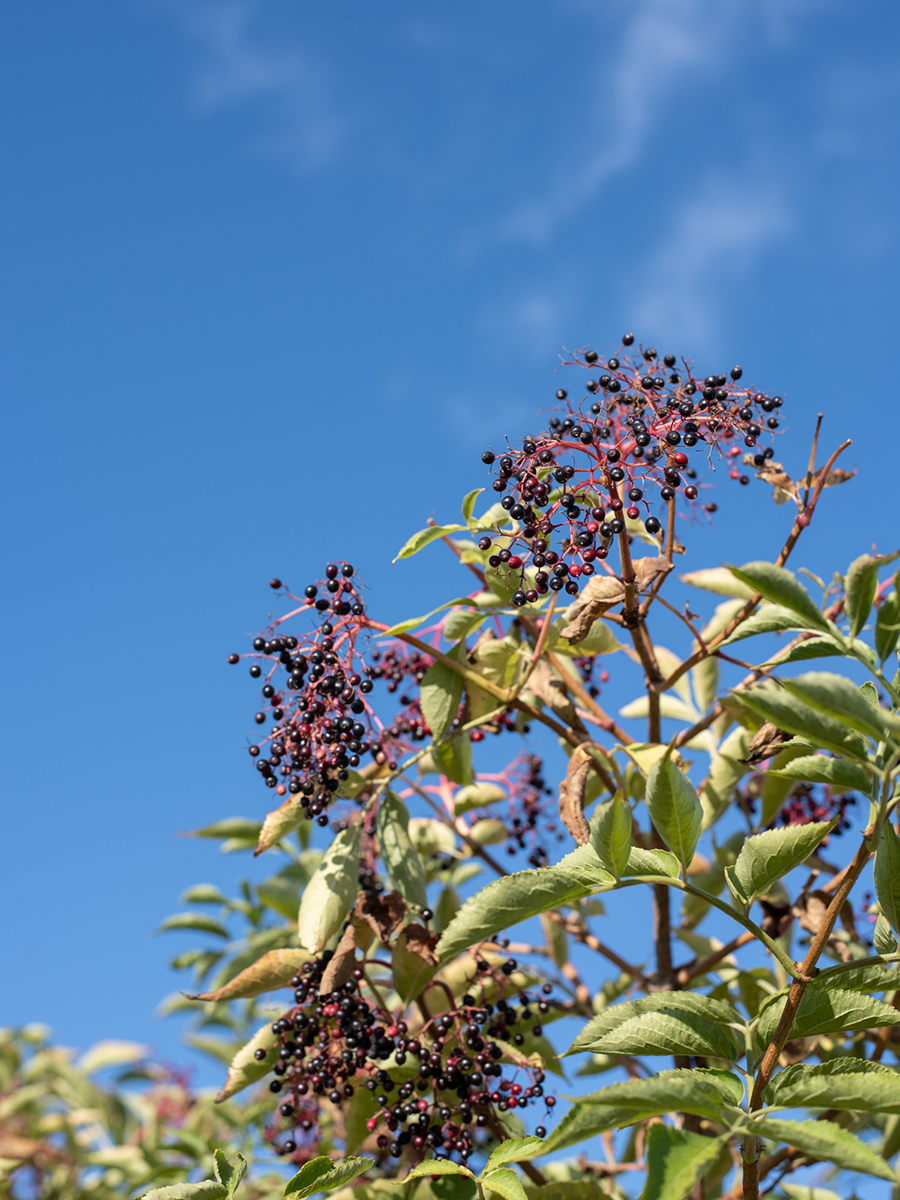 Beeren an einem Strauch auf der Halde Hoheward in Herten vor blauem Himmel