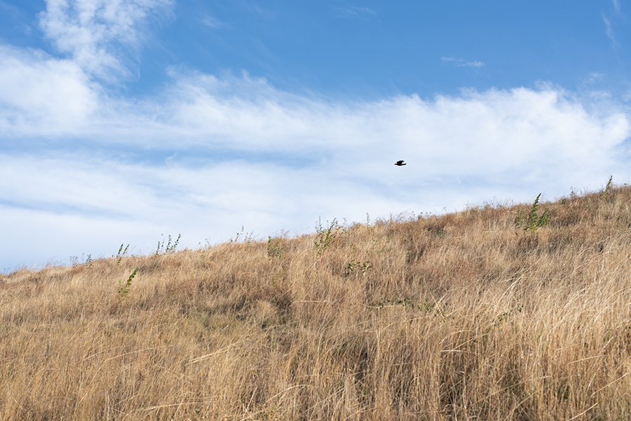Trockene Wiese auf der Halde Hoheward in Herten unter blauem Himmel