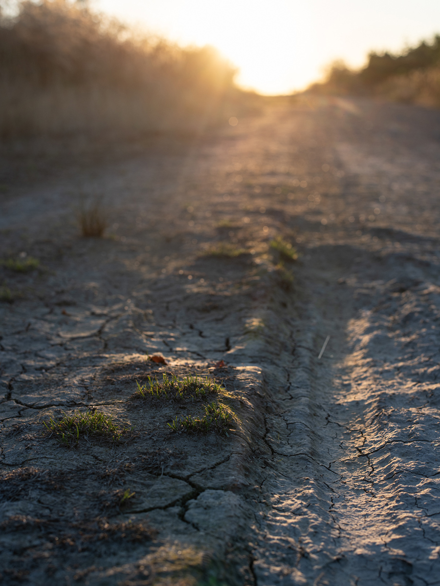 Weg auf der Halde Hoheward im Abendlicht bei Sonnenuntergang