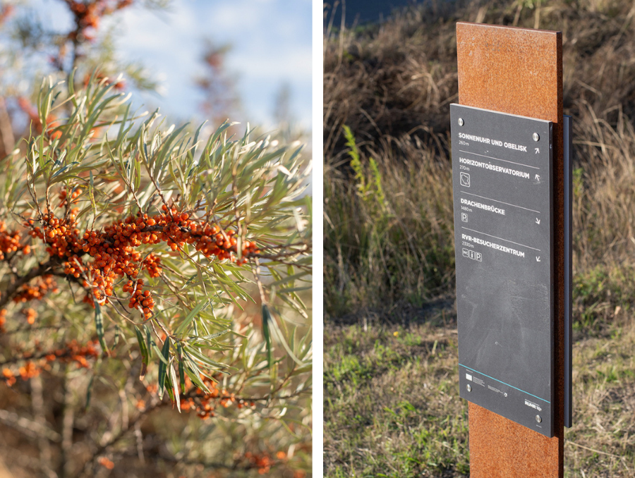 Beerenstrauch und Informationstafel auf der Halde Hoheward in Herten